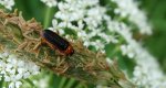 Cantharis nigra