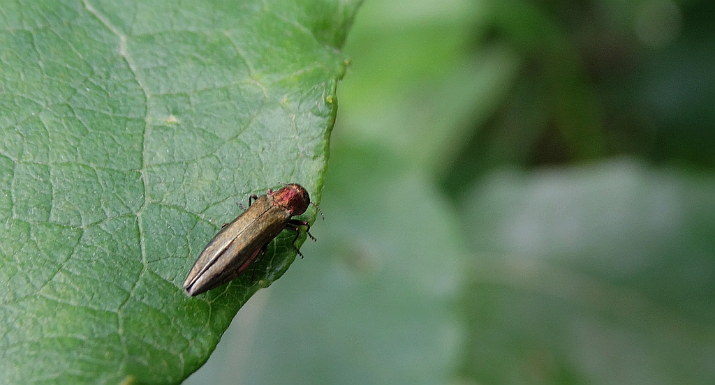 Opiętek (Agrilus sp.)
