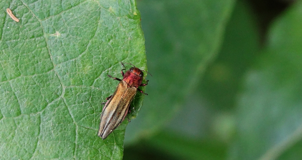 Opiętek (Agrilus sp.)