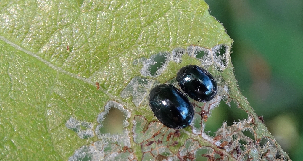 Plagiodera versicolora