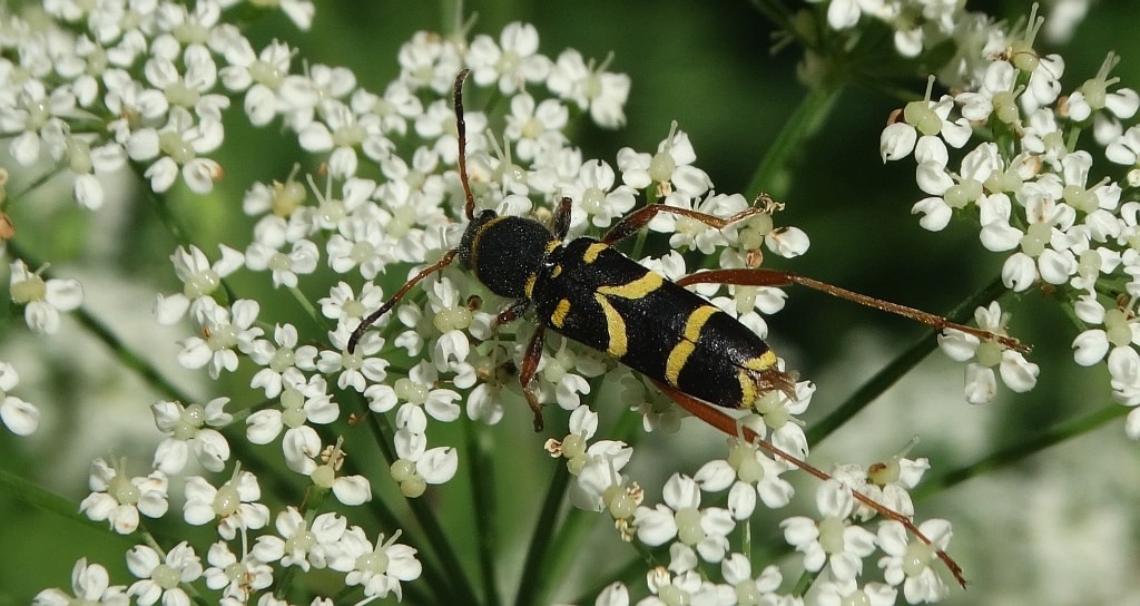 Biegowiec osowaty (Clytus arietis)