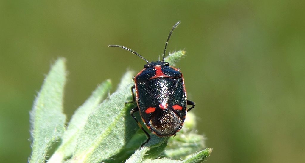 Warzywnica kapustna (Eurydema oleraceum)