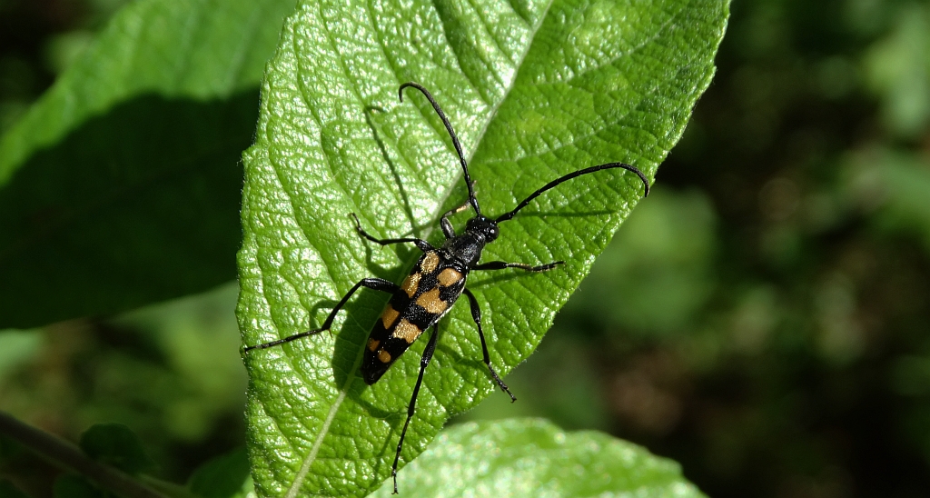 Baldurek pręgowany, pętlak czteropaskowy (Leptura quadrifasciata)
