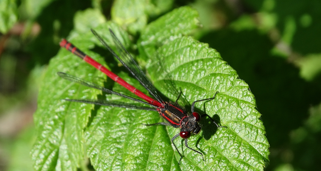 Łunica czerwona (Pyrrhosoma nymphula)