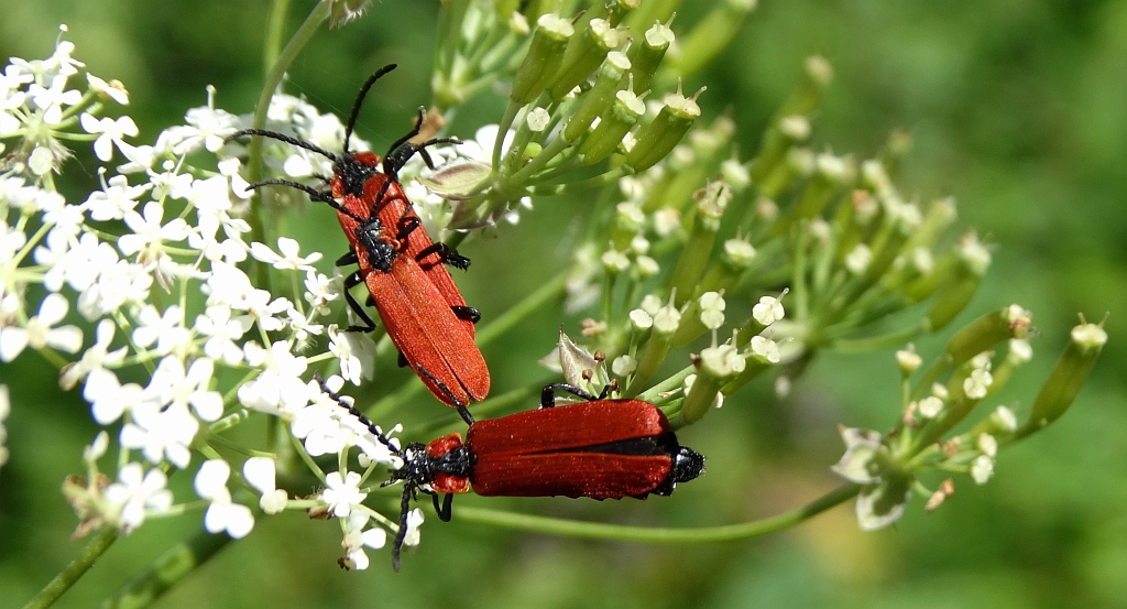 Lygistopterus sanguineus