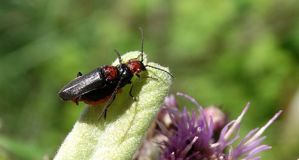 Omomiłek wiejski (Cantharis rustica)