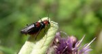 Omomiłek wiejski (Cantharis rustica)