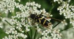 Biegowiec osowaty (Clytus arietis)