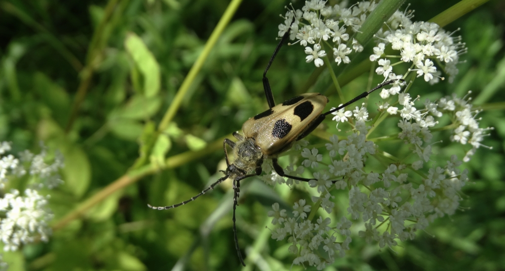 Kwiatomir czteroplamy (Pachyta quadrimaculata)