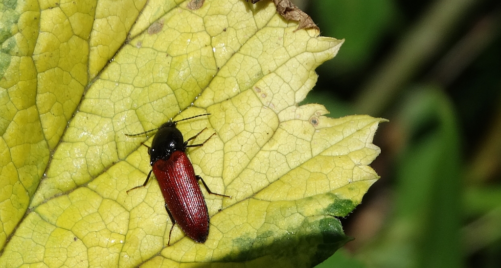 Sprężyk - Ampedus elongatulus