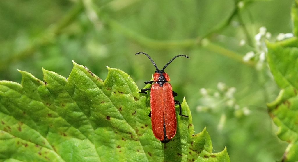 Karmazynek - Lygistopterus sanguineus