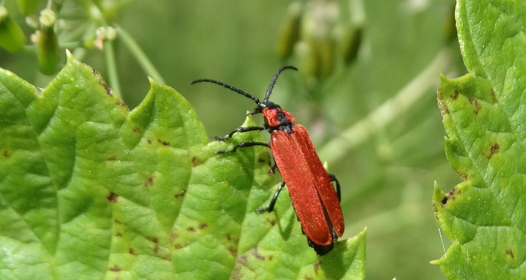 Karmazynek - Lygistopterus sanguineus