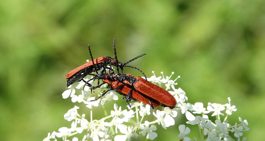 Lygistopterus sanguineus