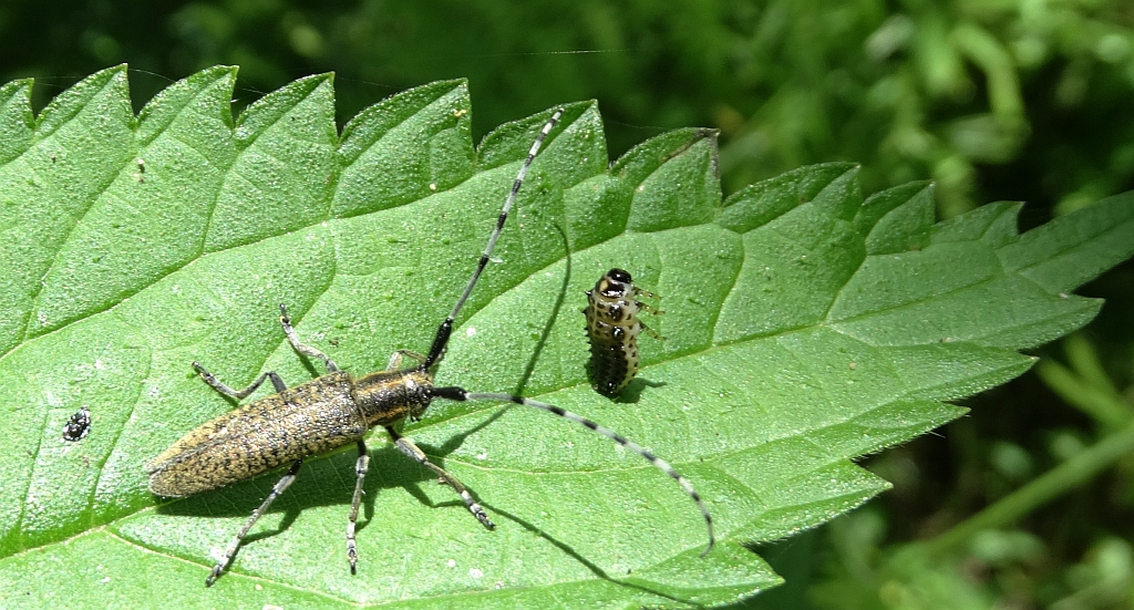 Zgrzytnica zielonkawowłosa (Agapanthia villosoviridescens)