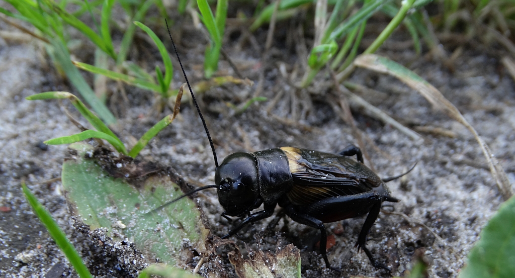 Świerszcz polny (Gryllus campestris)