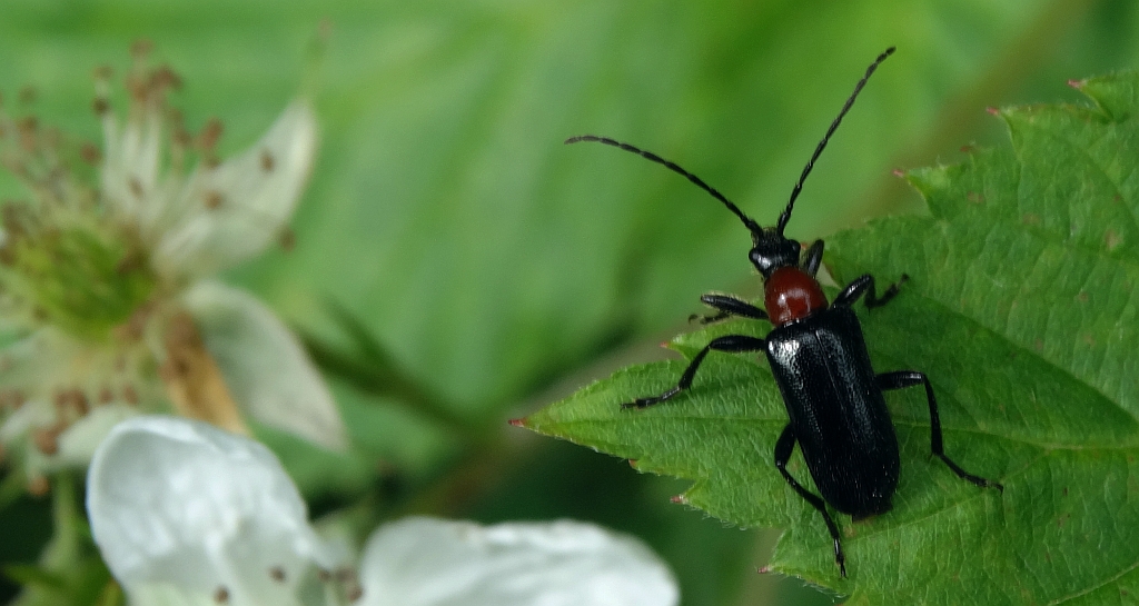 Rozpylak topolowy (Dinoptera collaris)