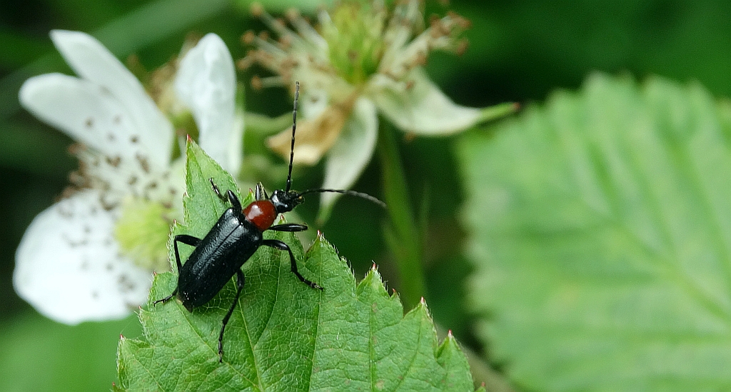 Rozpylak topolowy (Dinoptera collaris)