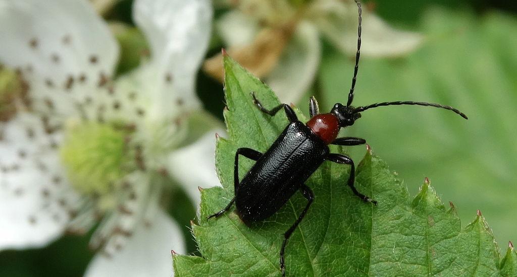 Rozpylak topolowy (Dinoptera collaris)