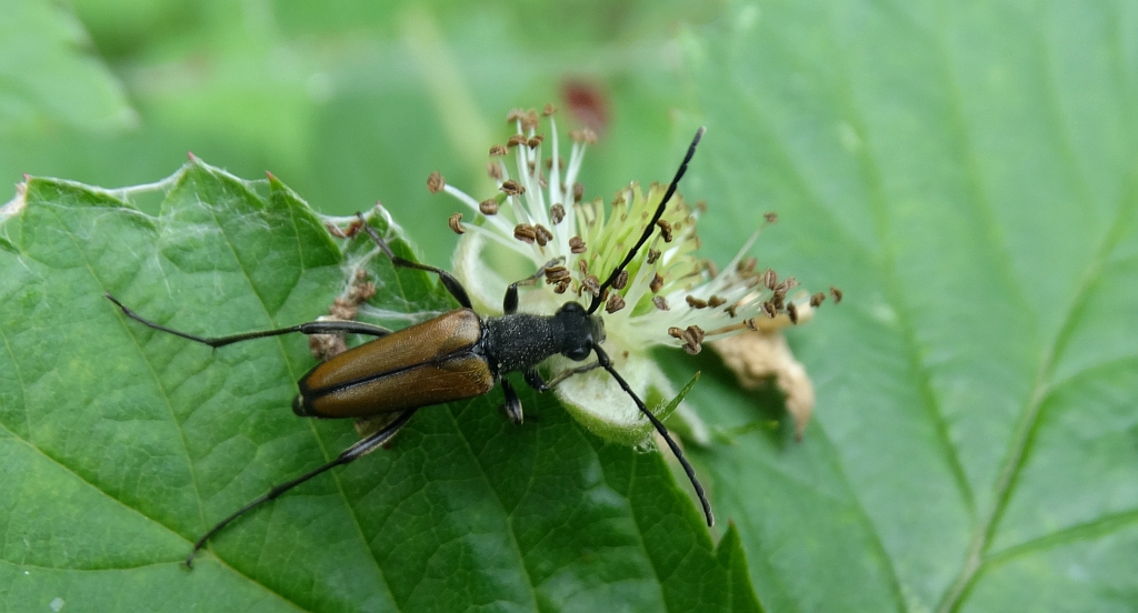 Zmorsznik jodłowy (Anastrangalia dubia)