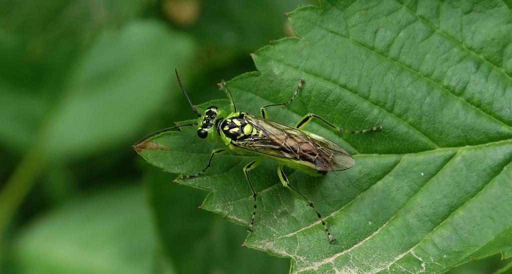 Szczerbatek zielony (Rhogogaster viridis)