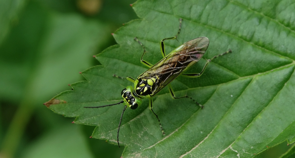 Szczerbatek zielony (Rhogogaster viridis)