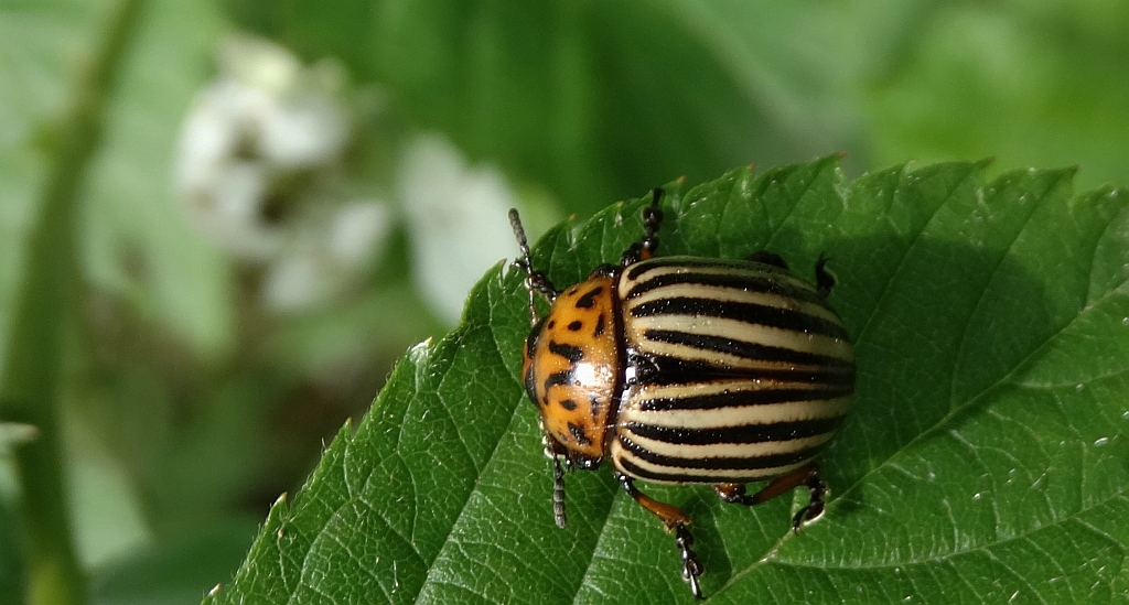 Stonka ziemniaczana (Leptinotarsa decemlineata)
