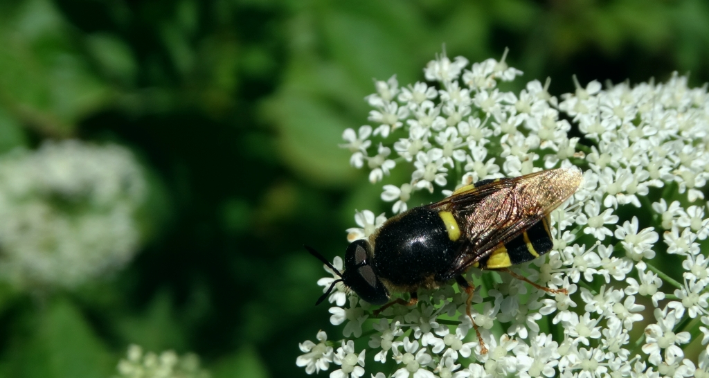Lwinka, zmróżeń kameleon (Stratiomys chamaeleon)