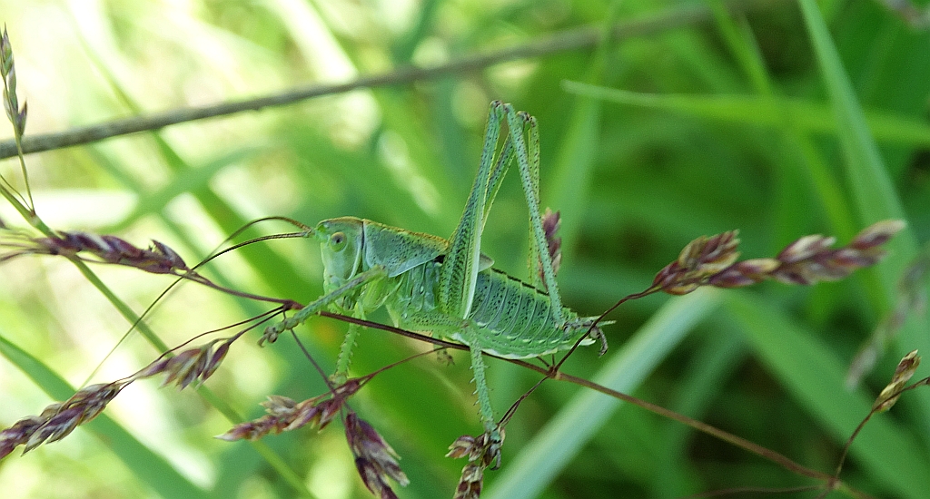 Pasikonik zielony (Tettigonia viridissima)