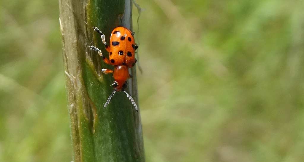 Poskrzypka dwunastokropkowa (Crioceris duodecimpunctata)