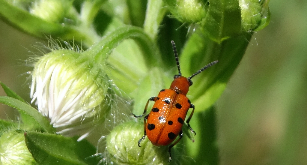 Poskrzypka dwunastokropkowa (Crioceris duodecimpunctata)