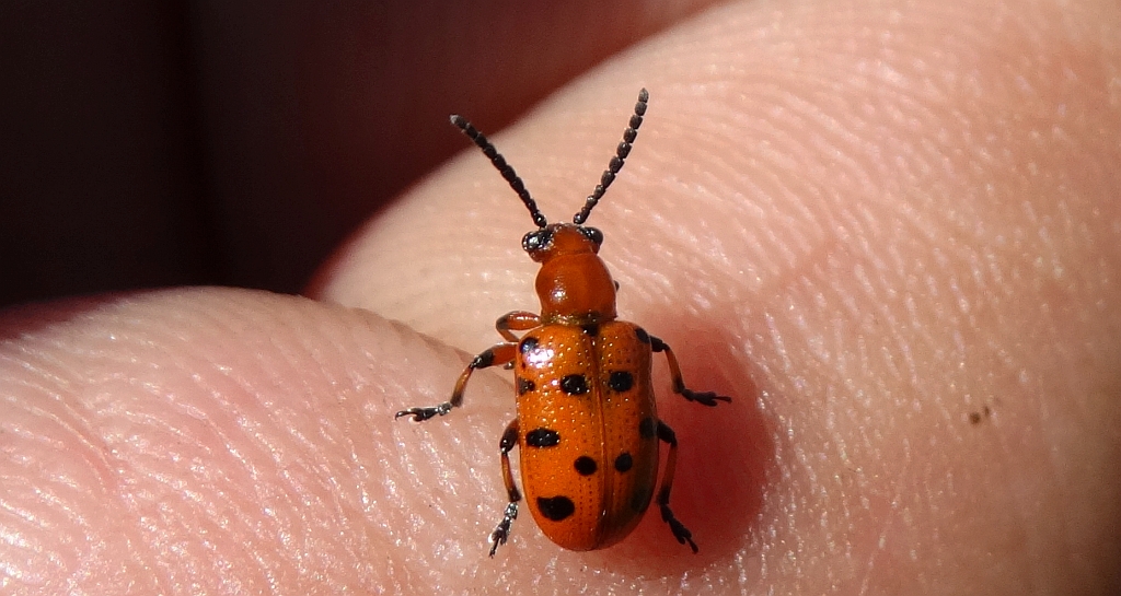 Poskrzypka dwunastokropkowa (Crioceris duodecimpunctata)