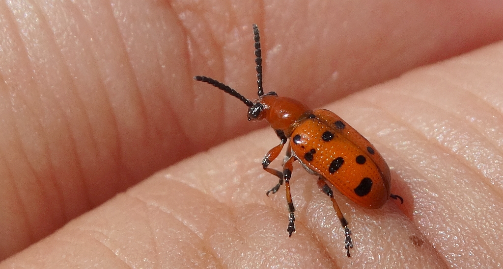 Poskrzypka dwunastokropkowa (Crioceris duodecimpunctata)