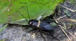 Świerszcz polny (Gryllus campestris)