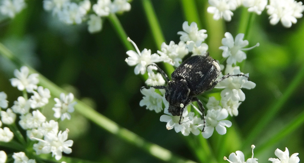 Koślawka, krzywonóg półskrzydlak (Valgus hemipterus)