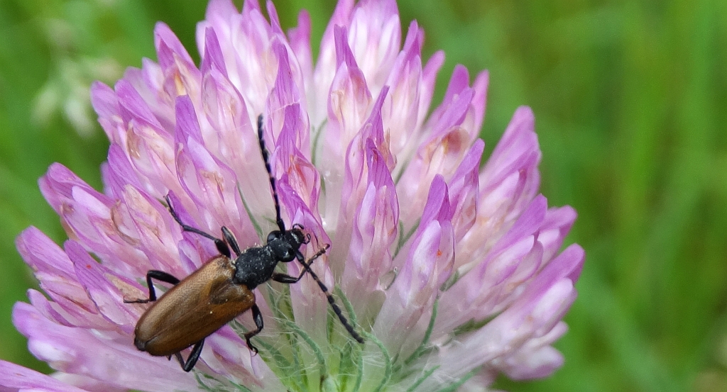 Zmorsznik paskoczułki (Brachyleptura maculicornis)
