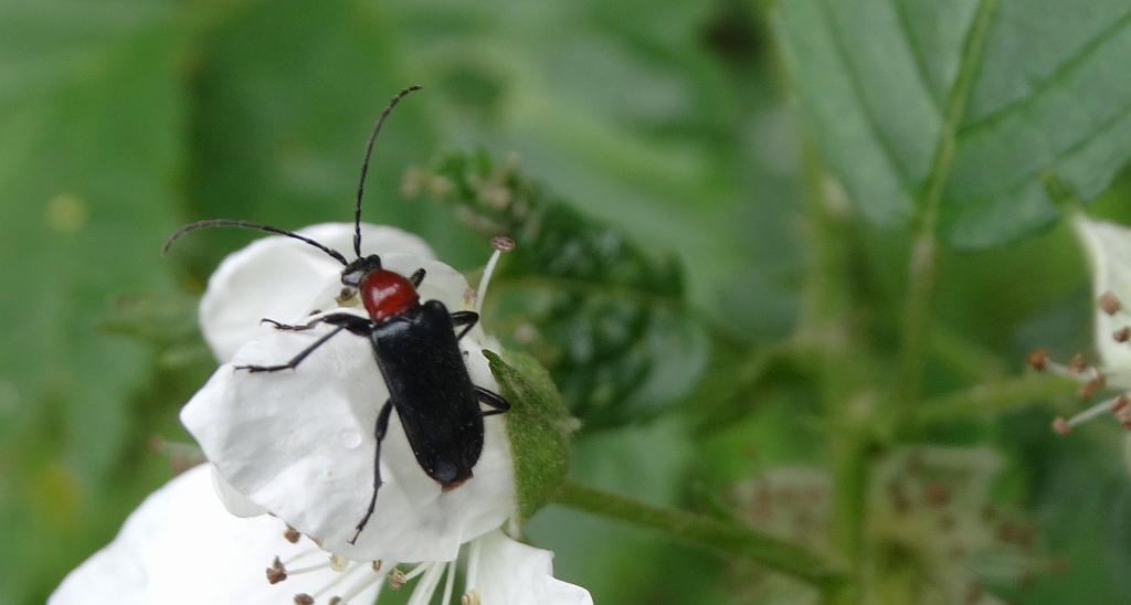 Rozpylak topolowy (Dinoptera collaris)