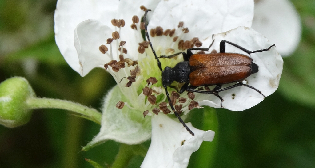 Zmorsznik kropkowany (Anastrangalia sanguinolenta)