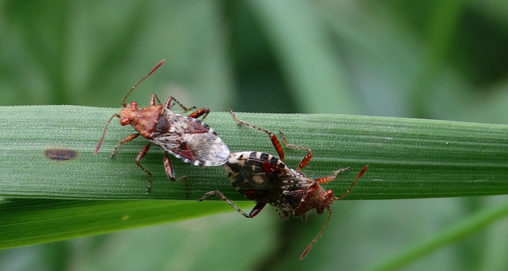 Byliniak rudawy (Rhopalus subrufus)
