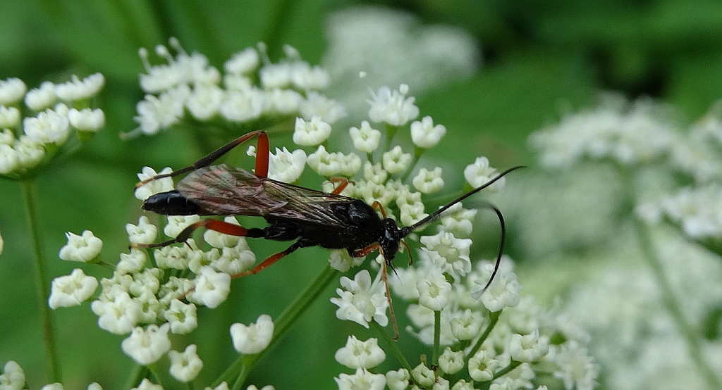 Thyrateles camelinus