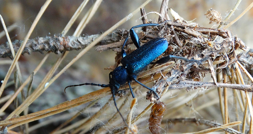 Ściga fioletowa (Callidium aeneum)