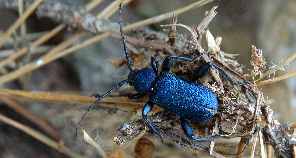 Ściga fioletowa (Callidium aeneum)