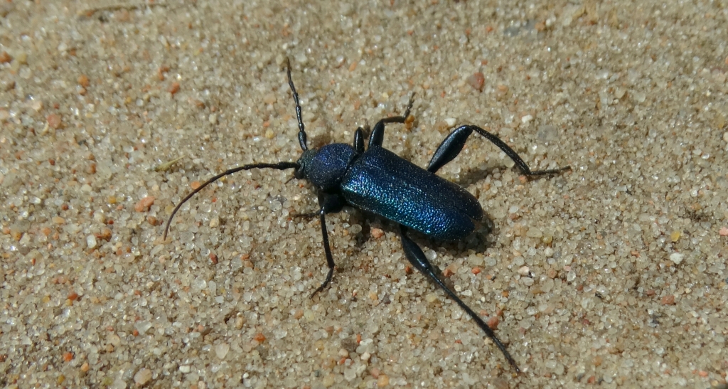 Ściga fioletowa (Callidium aeneum)