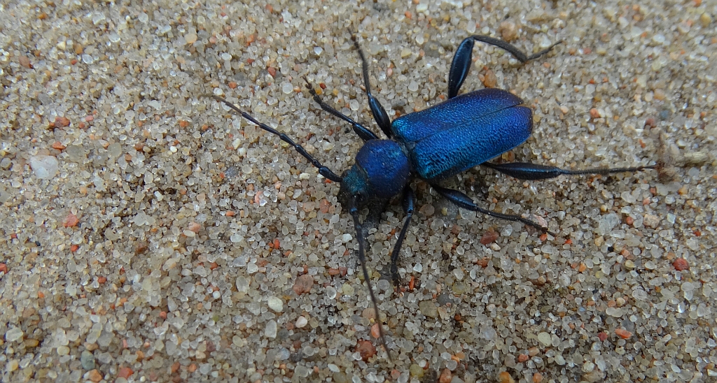 Ściga fioletowa (Callidium aeneum)