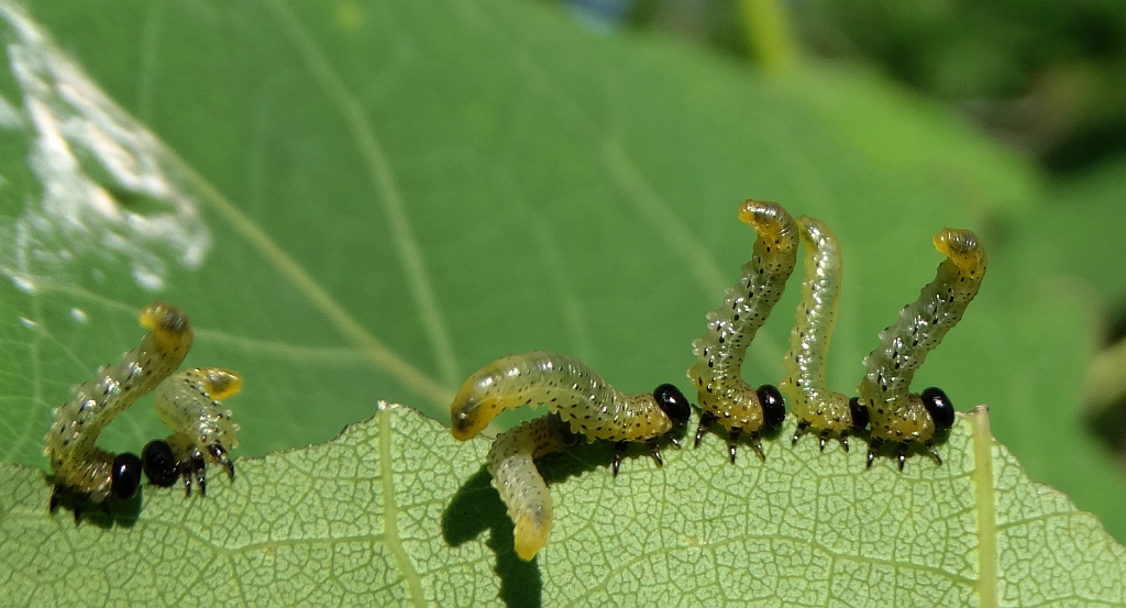 Płast (Craesus sp.)