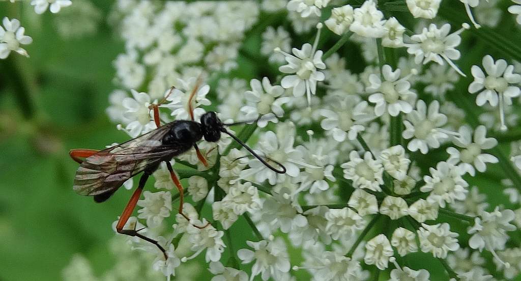 Thyrateles camelinus