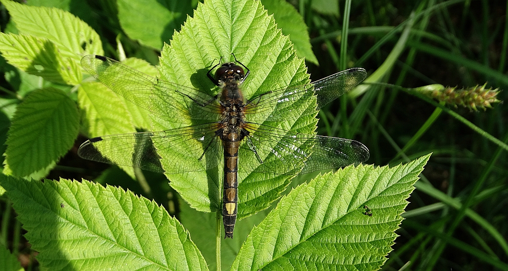 Zalotka większa (Leucorrhinia pectoralis)