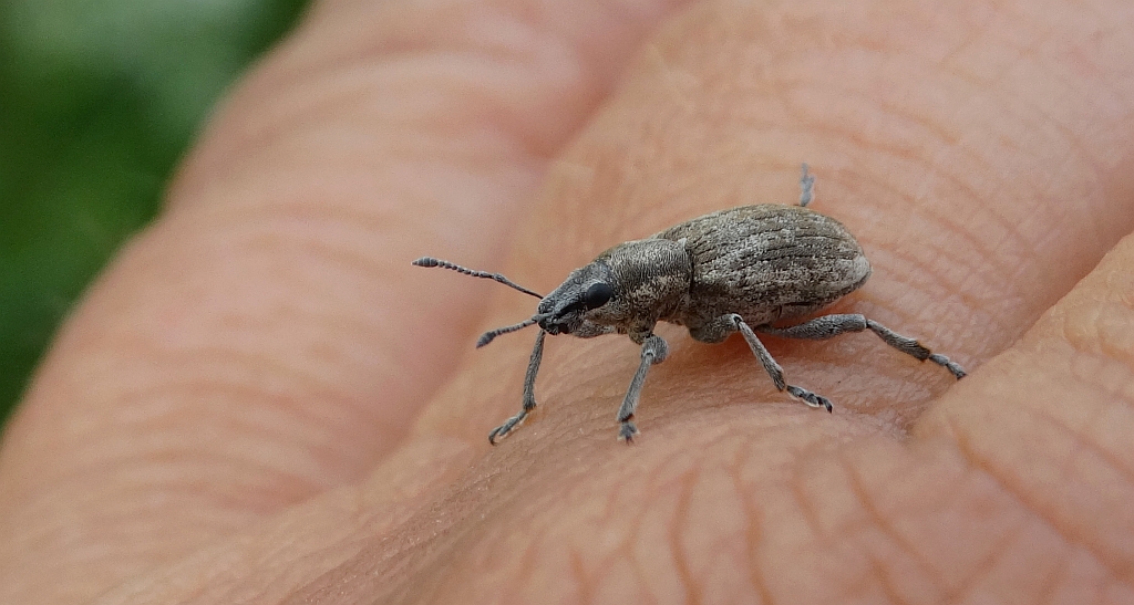 Choinek szary (Brachyderes incanus)