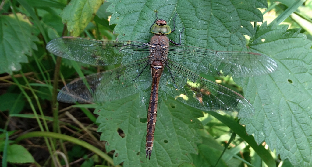 Husarz ciemny, husarz mniejszy husarz jeziorny (Anax parthenope)