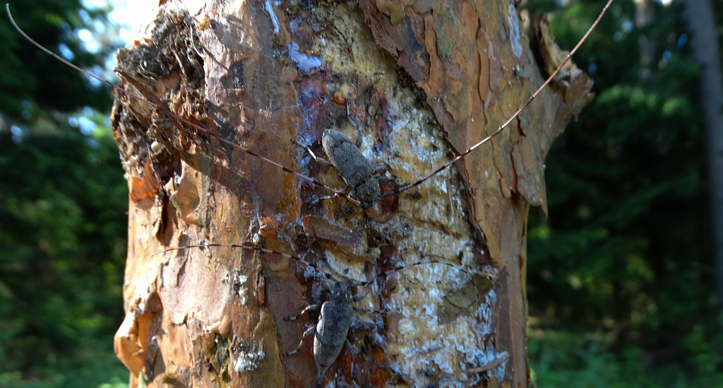 Tycz cieśla (Acanthocinus aedilis)