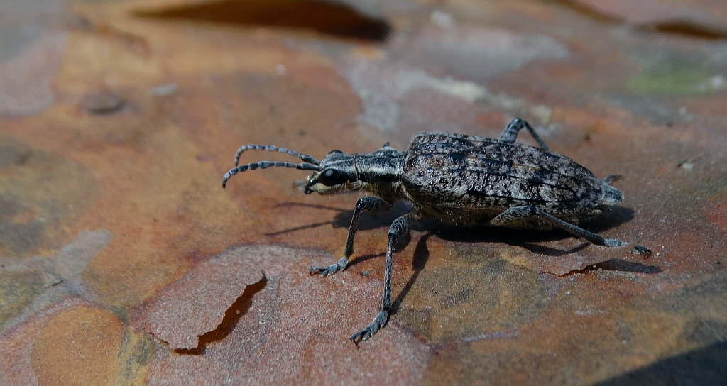 Rębacz sosnowiec, rębacz pstry (Rhagium inquisitor)